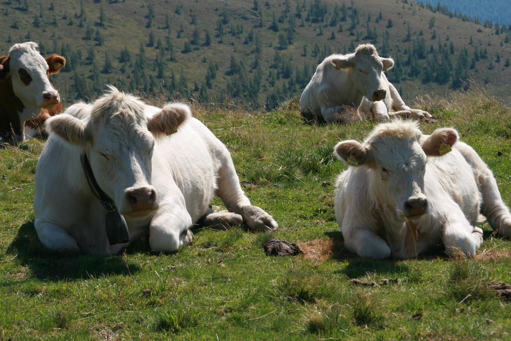 Moosbauerhof Appartamento Bad Kleinkirchheim
